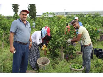 Mandalinada ilk hasat yapıldı