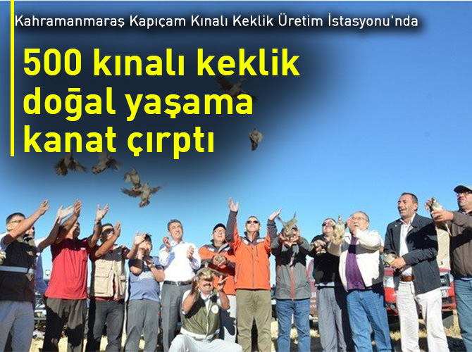 500 kınalı keklik doğal yaşama kanat çırptı