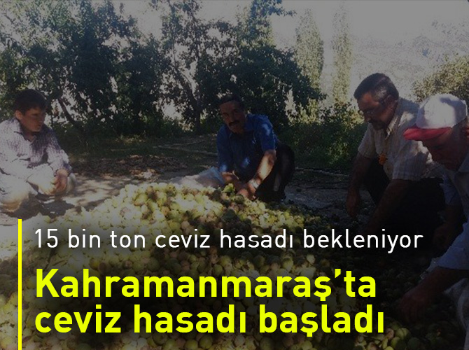 Kahramanmaraş’ta ceviz hasadı başladı