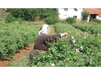 Gül alım fiyatı belli oldu