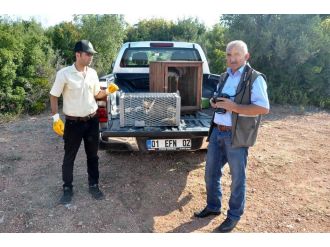 Yaralı tilki tedavisinin ardından doğaya salındı