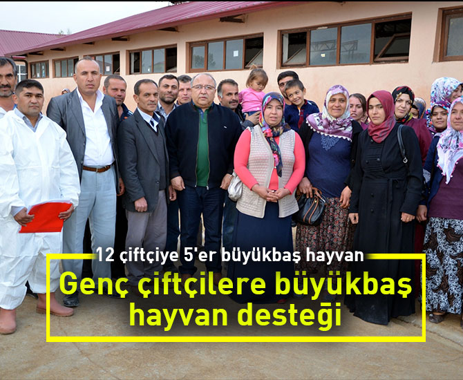 Genç çiftçilere büyükbaş hayvan desteği