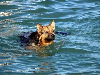 Bu da Samsun'da "Dost" isimli dalgıç köpek