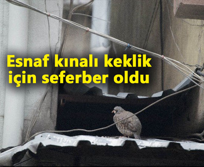 Esnaf kınalı keklik için seferber oldu