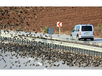 Soğuk onları da vurdu, binlercesi kara yolunu kapattı...