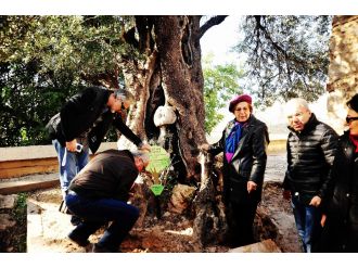 650 yıllık zeytin ağacına plaket