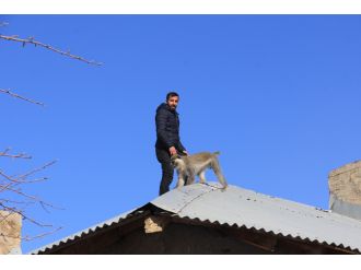 Hakkari’de maymun kurtarma operasyonu