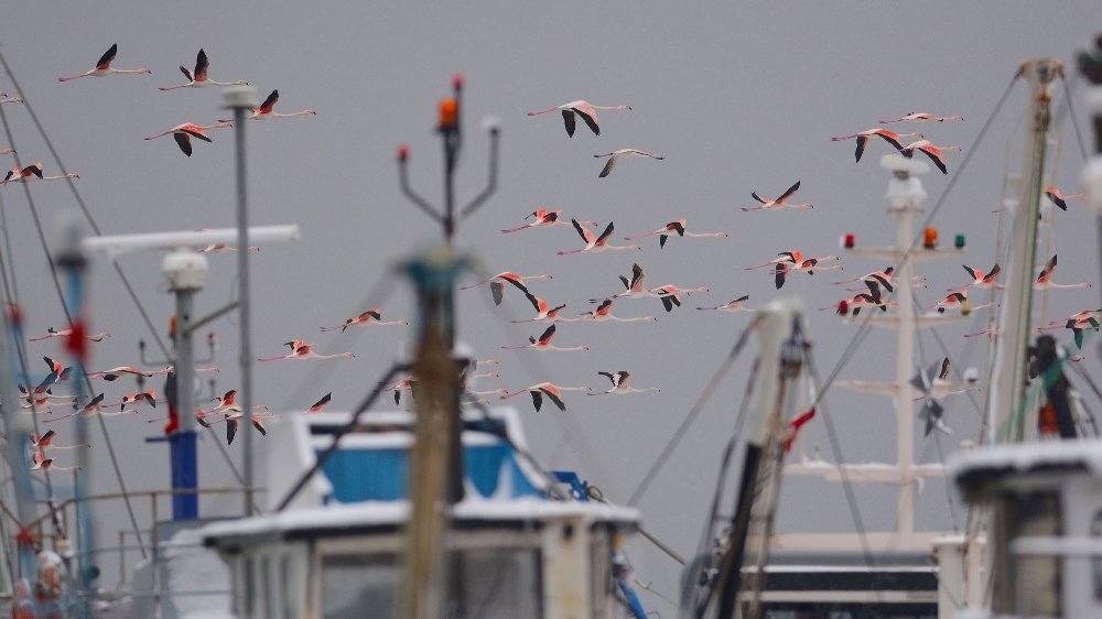 Soğuklardan kaçan yüzlerce flamingo balıkçı barınağını mesken tuttu