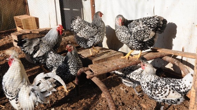 Nadir kuş türlerini çoğaltıp doğaya bırakıyor