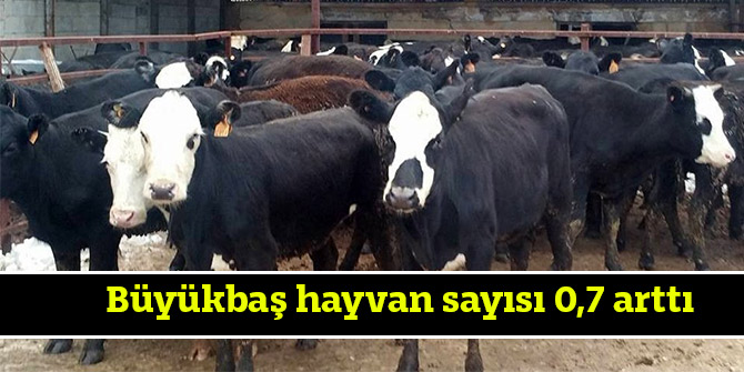 Büyükbaş hayvan sayısı 0,7 arttı