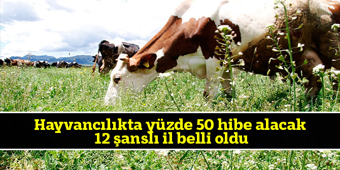 Hayvancılıkta yüzde 50 hibe alacak 12 şanslı il belli oldu