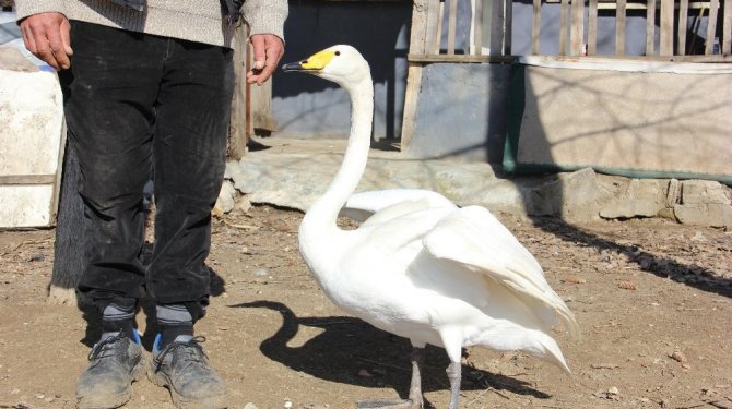 Bir an olsun sahibinin yanından ayrılmıyor