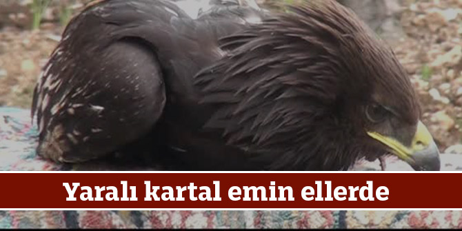 Kahramanmaraş'ta yaralı kartal emin ellerde