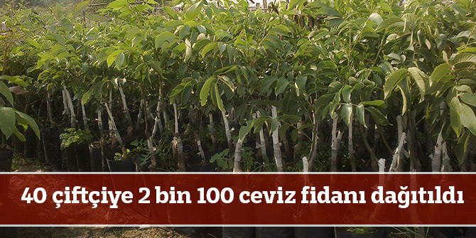 40 çiftçiye 2 bin 100 ceviz fidanı dağıtıldı