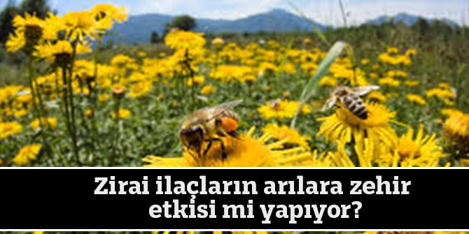 Zirai İlaçların Arılara zehir etkisi mi yapıyor?