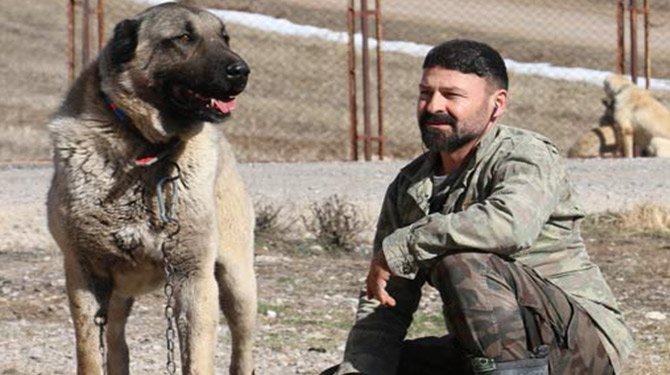 Zengin Arapların satın alamadığı tek hayvan ''KANGAL'' !