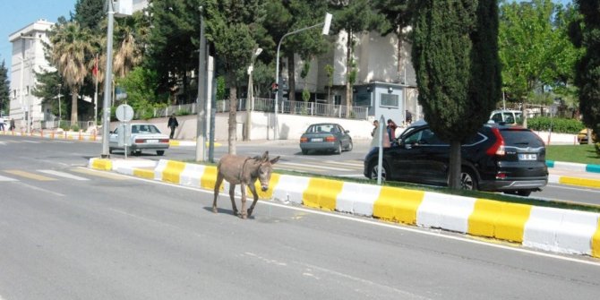 EŞEK SÜRÜCÜLERİ CANINDAN BEZDİRDİ