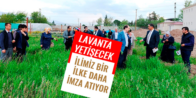 KAHRAMANMARAŞ’TA BİR İLK: LAVANTA YETİŞECEK