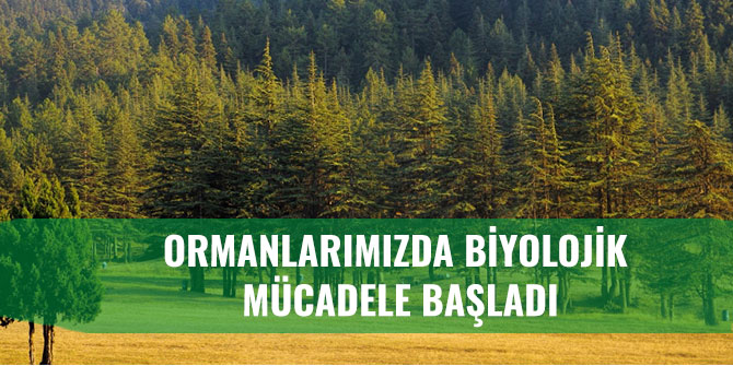 ORMANLARIMIZDA BİYOLOJİK MÜCADELE BAŞLADI