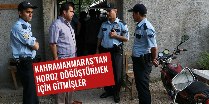 KAHRAMANMARAŞ’TAN HOROZ DÖĞÜŞTÜRMEK İÇİN GİTMİŞLER