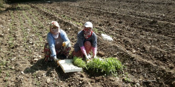 KAHRAMANMARAŞLI KADIN ÇİFTÇİLER TARIMSAL YENİLİKLERLE BULUŞUYOR