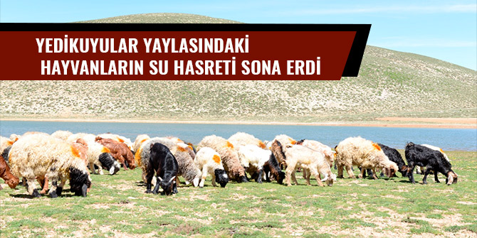 YEDİKUYULAR YAYLASINDAKİ HAYVANLARIN SU HASRETİ SONA ERDİ