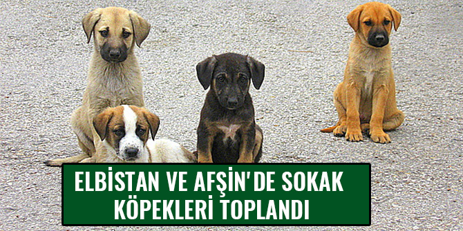 ELBİSTAN VE AFŞİN'DE SOKAK KÖPEKLERİ TOPLANDI