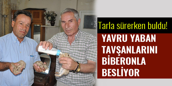 YAVRU YABAN TAVŞANLARINI BİBERONLA BESLİYOR