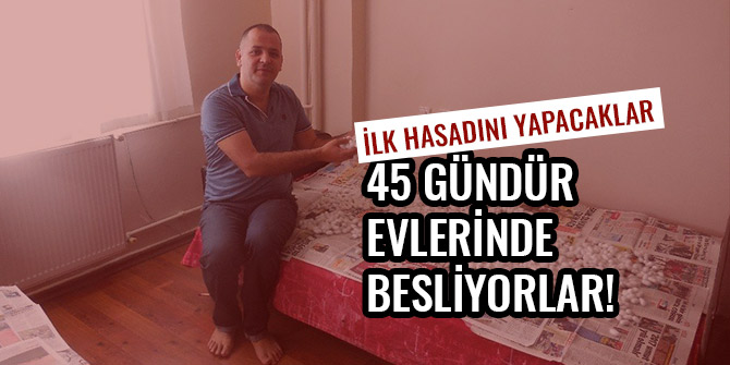 45 GÜNDÜR EVLERİNDE BESLİYORLAR! İLK HASADINI YAPACAKLAR