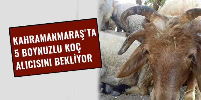 KAHRAMANMARAŞ'TA 5 BOYNUZLU KOÇ ALICISINI BEKLİYOR