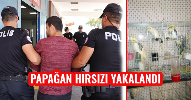 PAPAĞAN HIRSIZI YAKALANDI