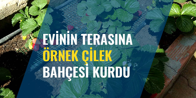 EVİNİN TERASINA ÖRNEK ÇİLEK BAHÇESİ KURDU