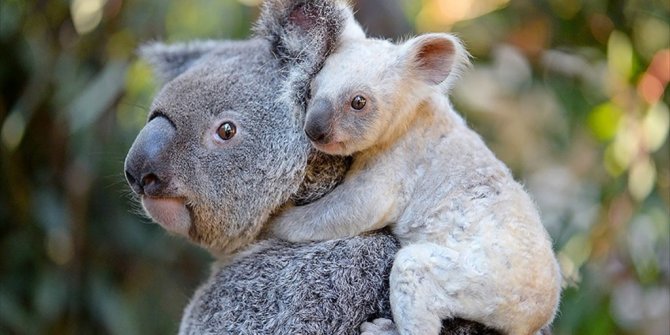 AVUSTRALYA'DA BEYAZ KOALA HEYECANI