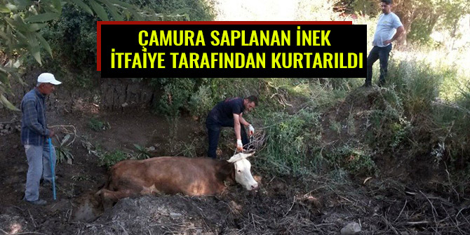 ÇAMURA SAPLANAN İNEK İTFAİYE TARAFINDAN KURTARILDI