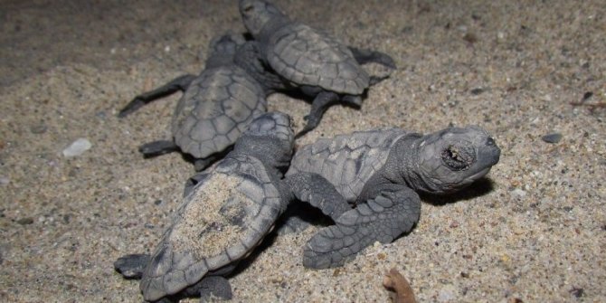 3 GÜNDE 51 CARETTA CARETTA YAVRUSU DENİZLE BULUŞTU