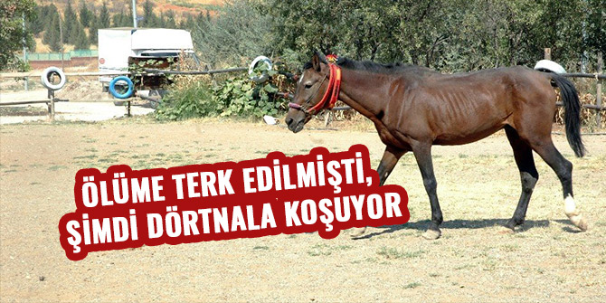 ÖLÜME TERK EDİLMİŞTİ, ŞİMDİ DÖRTNALA KOŞUYOR