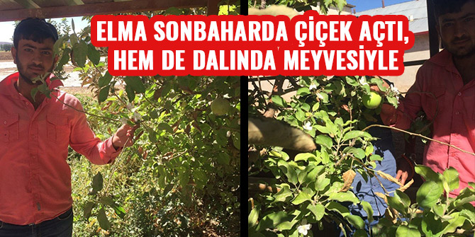 ELMA SONBAHARDA ÇİÇEK AÇTI, HEM DE DALINDA MEYVESİYLE