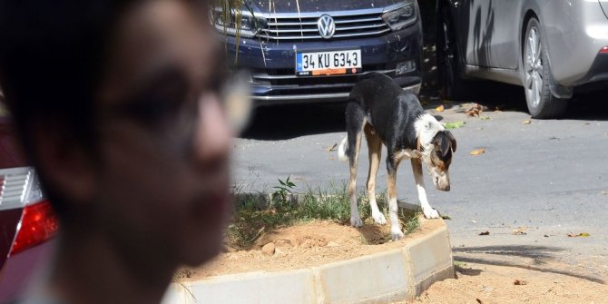 SALDIRGAN KÖPEKLER YÜZÜNDEN MAHALLELİ DIŞARI ÇIKAMIYOR