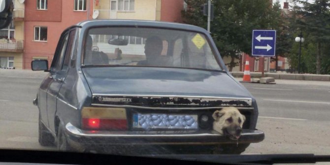 STOP LAMBASI YERİNE KÖPEK KAFASI