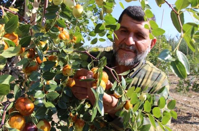 RÜYASINDA GÖRDÜĞÜ MEYVEDEN 250 TON ÜRETTİ