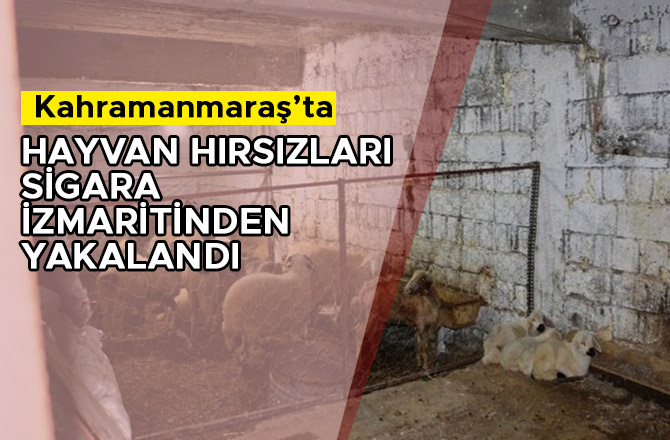 HAYVAN HIRSIZLARI SİGARA İZMARİTİNDEN YAKALANDI