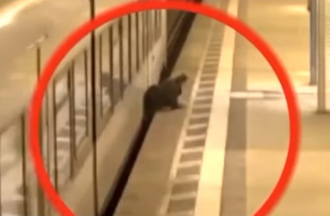 METRODA DEHŞET ANLARI ! CANINDAN OLUYORDU