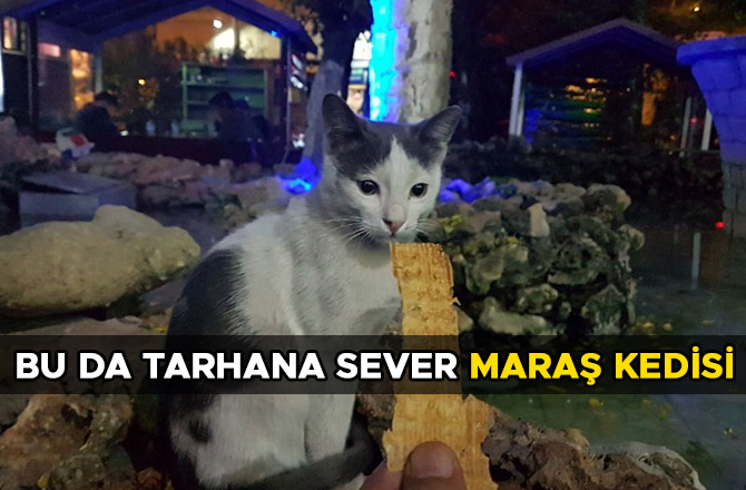 BU DA TARHANA SEVER MARAŞ KEDİSİ