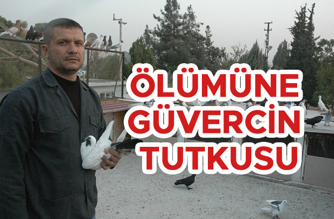 ÖLÜMÜNE GÜVERCİN TUTKUSU