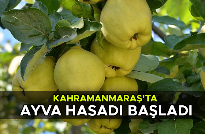 KAHRAMANMARAŞ’TA AYVA HASADI BAŞLADI