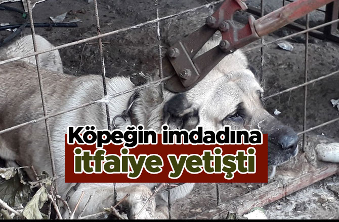 KÖPEĞİN İMDADINA İTFAİYE YETİŞTİ