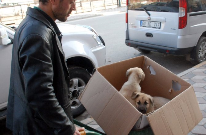 HASTA KÖPEKLERİ VETERİNERE EL ARABASIYLA TAŞIDI