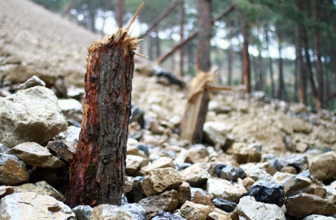 MOLOZ VE KAYALAR ONLARCA AĞACI YERLE BİR ETTİ