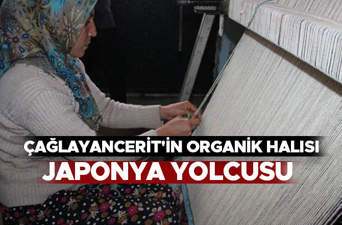 ÇAĞLAYANCERİT'İN ORGANİK HALISI JAPONYA YOLCUSU