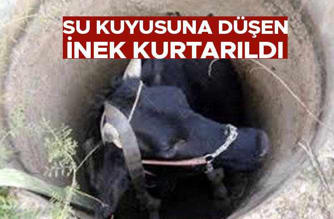 SU KUYUSUNA DÜŞEN İNEK KURTARILDI 